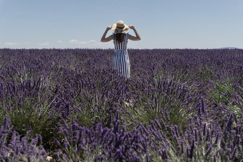 Provence Lavender Fields