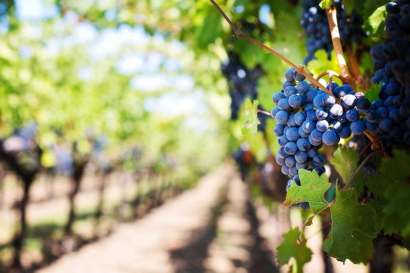 Napa Valley Vineyard